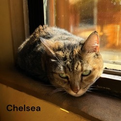 Photo of Chelsea