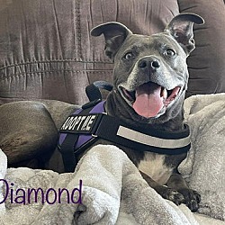 Thumbnail photo of Diamond - A real gem! #1