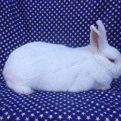 Thumbnail photo of Flopsy #2