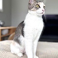 adopt a pet
