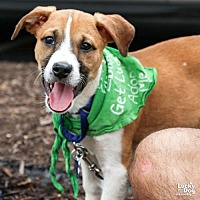 adopt a pet