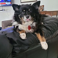 adopt-pet
