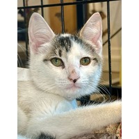 adopt-pet