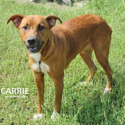 Thumbnail photo of Carrie #1