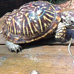 Thumbnail photo of Ornate Box Turtles #4