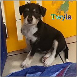 Thumbnail photo of Twyla #2