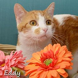 Thumbnail photo of Eddy #1