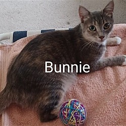 Photo of Bunnie