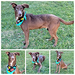 Photo of Kovu