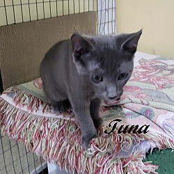 Thumbnail photo of Tuna #3