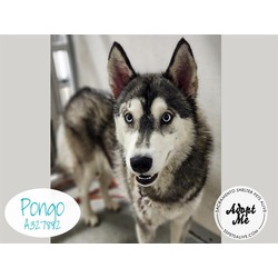 Photo of PONGO