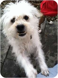 white brussels griffon