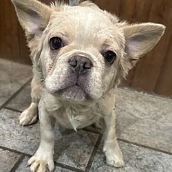 Photo of Dogue Gabriel FLUFFY FRENCHIE