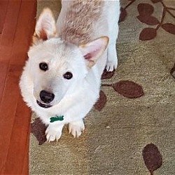 Thumbnail photo of Aiden -Handsome Jindo Mix #4