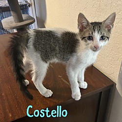 Thumbnail photo of Costello #1
