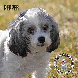 Photo of Pepper