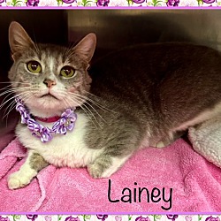 Thumbnail photo of LAINEY #3