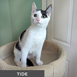 Thumbnail photo of Tide #2