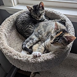 Thumbnail photo of Addison & Max-bonded pair #2