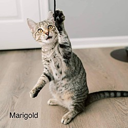 Thumbnail photo of Marigold #3