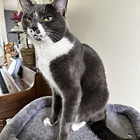 adopt a pet