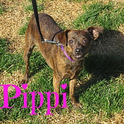 Thumbnail photo of Pippi #2