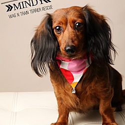 Thumbnail photo of Mindy-Pending Adoption #1
