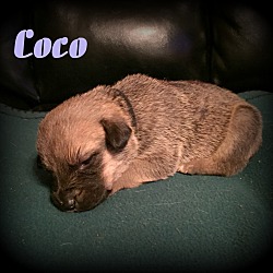 Thumbnail photo of Coco #4