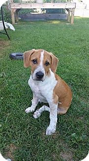 coonhound aussie mix