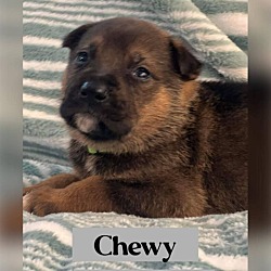 Thumbnail photo of CHEWY #1