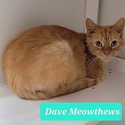 Photo of Dave Meowthews