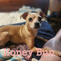 Photo of Honey Bun