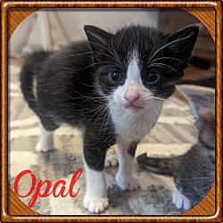 Thumbnail photo of Opal #1