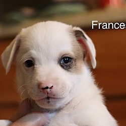 Thumbnail photo of Frances #1