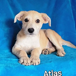 Thumbnail photo of Atlas #3