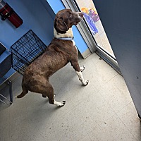 adopt a pet