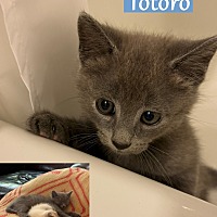 adopt a pet