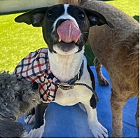 adopt a pet