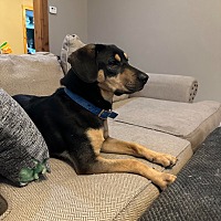 adopt a pet