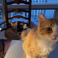 adopt a pet