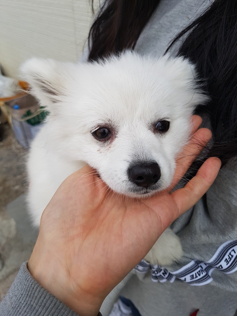 Ft Collins Co Pomeranian Meet Casper A Pet For Adoption