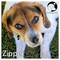 Thumbnail photo of Zipper #1