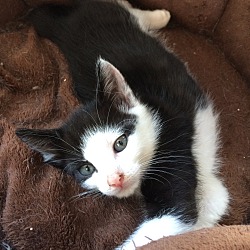 Thumbnail photo of Black & White male kitten #1