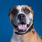 boxer puppies rescue near me boxer puppies rescue near me