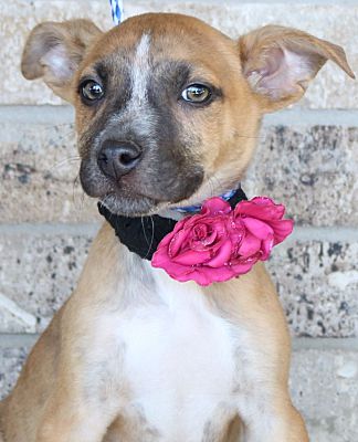 Olympia Wa Shiba Inu Meet Fiona A Pet For Adoption