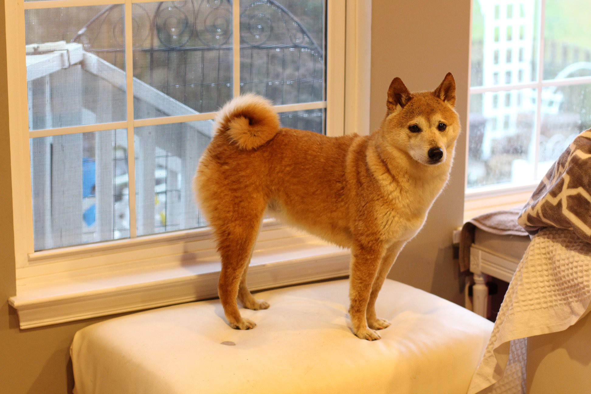 Manassas Va Shiba Inu Meet Hina A Pet For Adoption