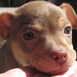 Thumbnail photo of Teddy Bear - Adoption Pending #1