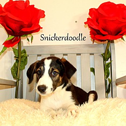 Thumbnail photo of Snickerdoodle~adopted! #1