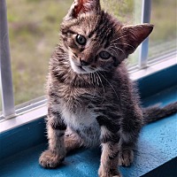 Photo of Kitten Oakland