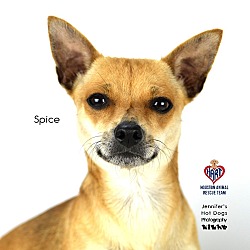 Photo of Spice